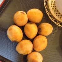 ビワ、ごちそうさまでした^_^