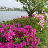 つつじ咲く千波湖周辺をジョギング