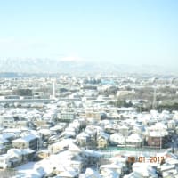 暫くぶりの東京での雪