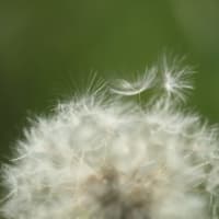 初夏の花達６）タンポポの綿毛