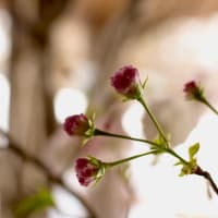 桜の花展