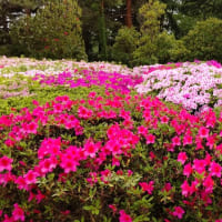 神代植物公園にて、「つづじ＆バラ」を愛でる！