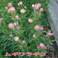 6/25(水)クロ朝ごはん前のお散歩〜🎵旅立ち（松山千春）🍚6/16〜6/20🍚