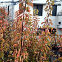 花梨ジャムの第３弾を作り始めた