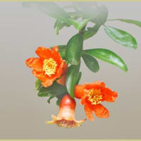 ザクロの花