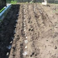４月の庭仕事（５）「メークイン」を植える