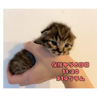 仮名 だんごちゃんの忘備録 2