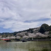 甘木公園の桜：3月31日