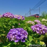紫陽花と名鉄、其の六