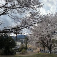 本郷の千年桜と原間のイトサクラ