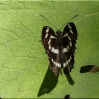 ミスジチョウ（蝶）です。