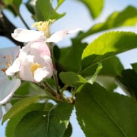 りんごの花が咲きました