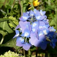 「相模原麻溝公園」では「アジサイ」の開花が始まった！！
