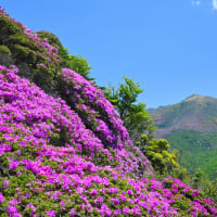 くじゅうのミヤマキリシマを手軽（足軽）に楽しめる山歩き