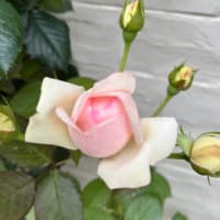 薔薇🌹