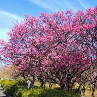 豊田：梅坪の平芝梅林