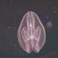 カブトクラゲ