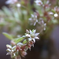 薄雪万年草（ウスユキマンネングサ）