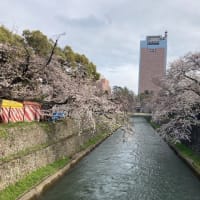 前橋公園桜2024.4.6