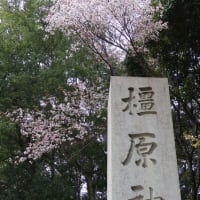 橿原神宮の桜
