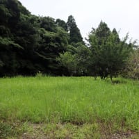 我が家の果樹園。プラムを収穫しました。