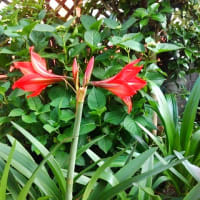 アマリリス（我が家の5月の花）