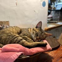 大分のラムネ温泉館のラムネコ