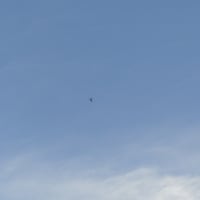 2024 9 22 塒にツバメ０羽