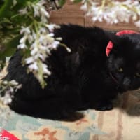 凛ちゃんはやっぱりお花が好き！