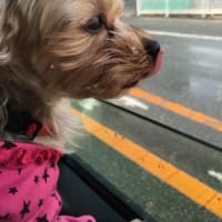 ヨークシャーテリア　ゆずちゃん　（メモリアル）