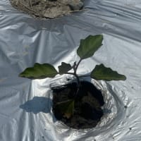 なすの除草など