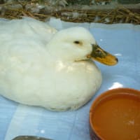 のどに冷えピタ ブログ バジリカ のどに冷えピタ ブログ バジリカ