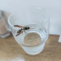 岩木山麓のネックレスロードのオオヤマザクラ