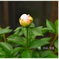 芍薬