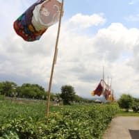 瓢湖のあやめ園へ