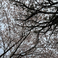 地域生活研究会「お花見」