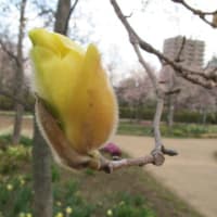 マグノリア