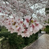桜開花の入学式