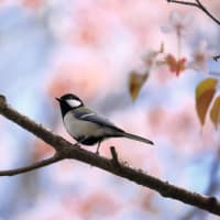 桜咲く