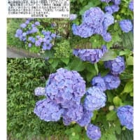 紫陽花－185　 幸手市香日向の花    紫陽花