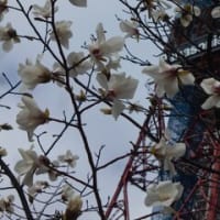 ４月２２日（月）、札幌大通公園のテレビ塔前のソメイヨシノが三分咲でした。キタコブシが満開です。創成川公園では人が桜の木の元に集っていました