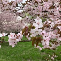 桜が開花しました（２０２４年４月）