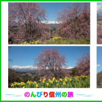日本で最も美しい村「小川村の春景色」番所の所の桜