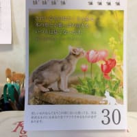 大臀筋、大腿二頭筋、大腿四頭筋がんばれ👍
