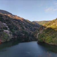 青江ダムの山桜１