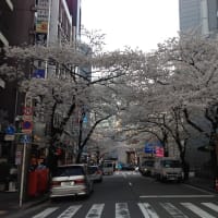 2014年4月1日渋谷区桜丘町、駅前の桜です。