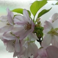 復活♪♪　3代目エールの桜　🎵