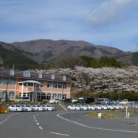 校舎とコースと桜