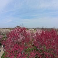 和泉リサイクル環境公園の梅林（２０２５年３月１４日）静止画