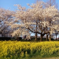 4月がはじまり菜の花咲いて、目の前に広がるのよあなたの景色が。